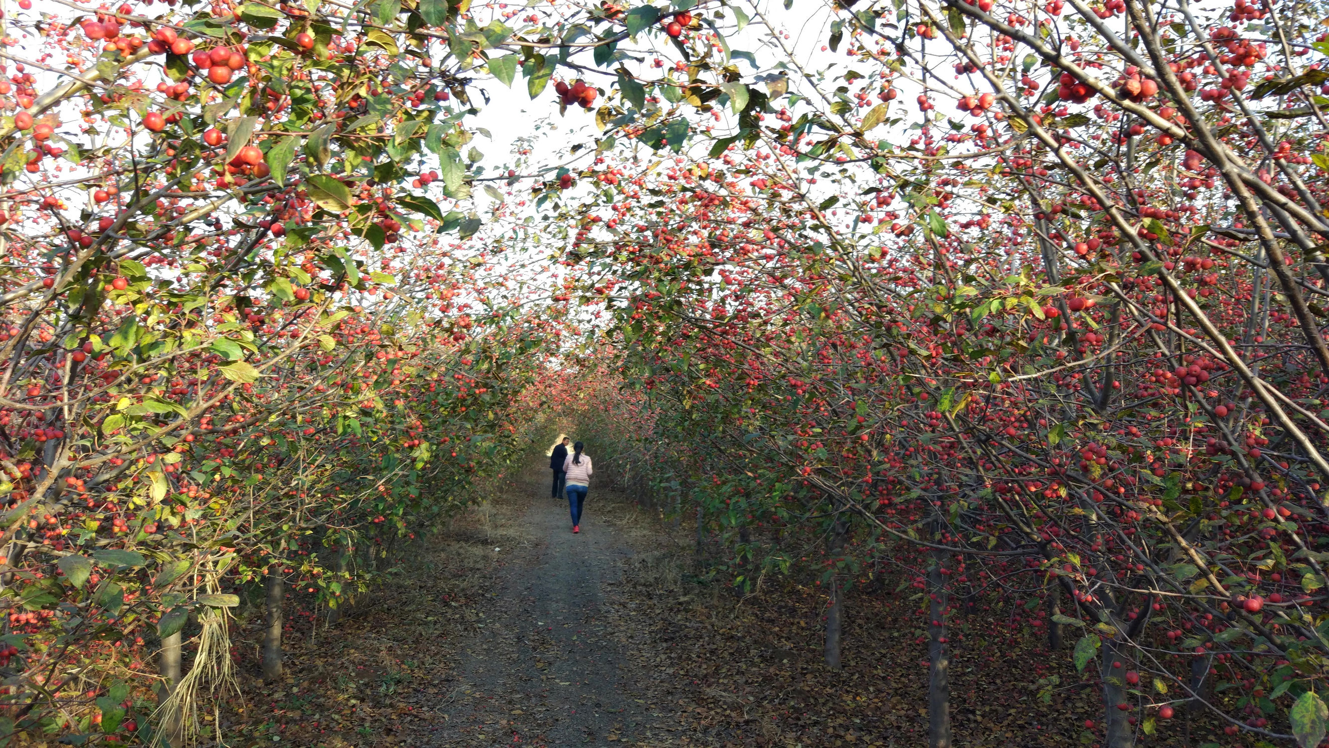 青州赤涧村数字乡村建设心得体会,青州弥河赤涧村
