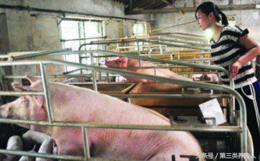 职业养猪人的故事:我在这场工作的那些年那些事