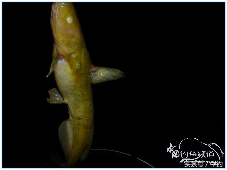 虎岭钓鱼路亚,虎岭钓鱼场