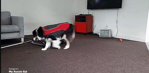 这只牧羊犬挺特别的,一只呆萌又可爱的牧羊犬