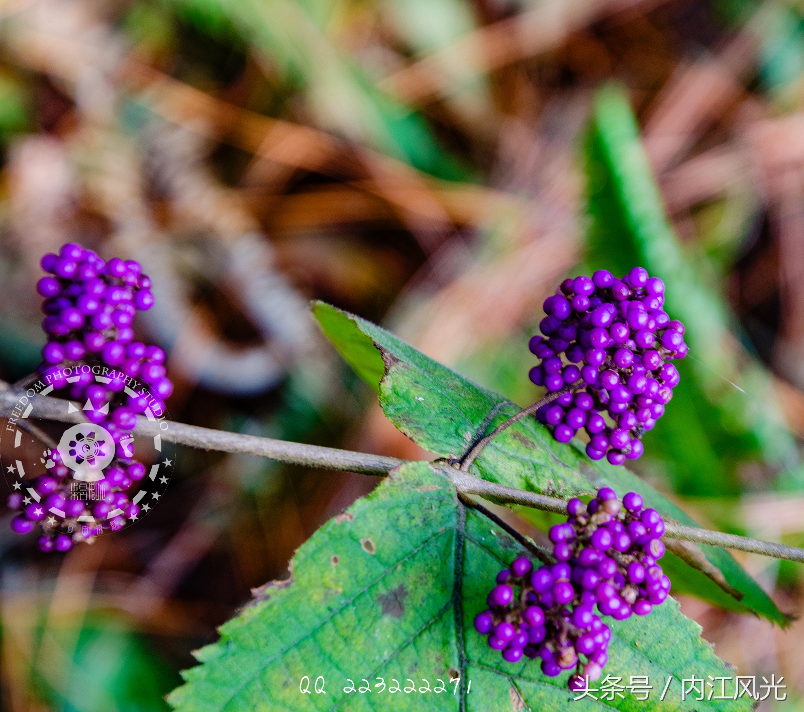 攀越震撼的内江威远高顶寨