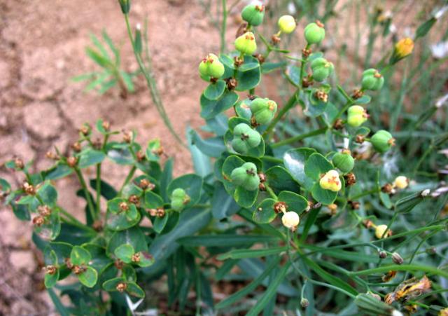 我家乡多得要死，多少钱一斤我卖给你