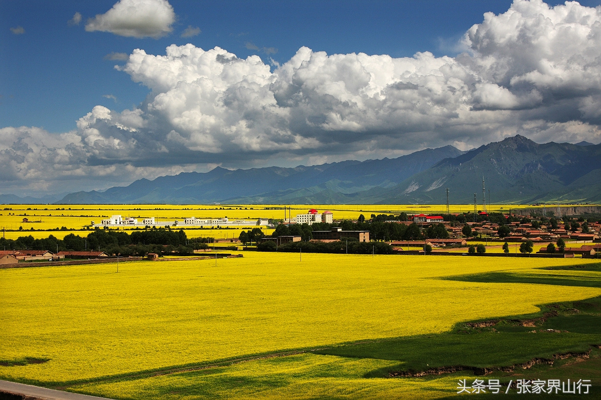 青海拉面和兰州拉面,兰州拉面青海拉面