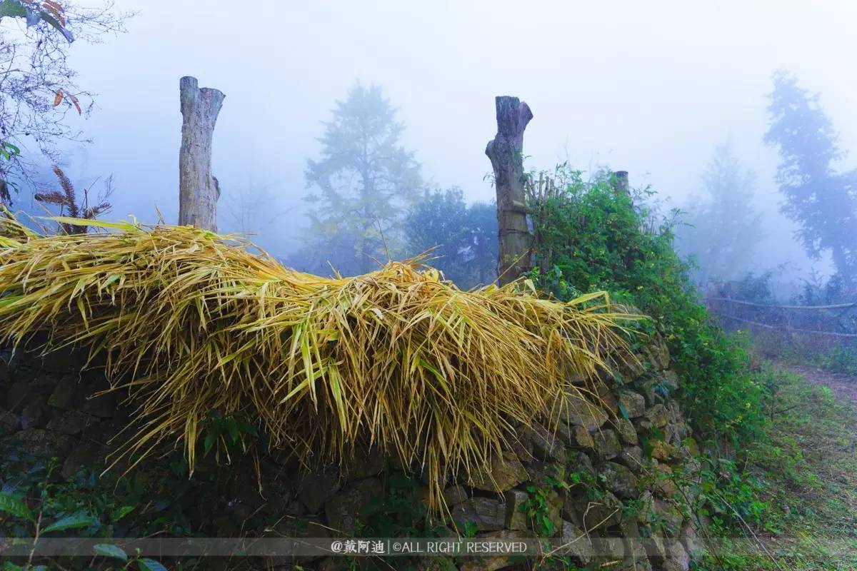 今年最后银杏金秋，现在出发还来得及！