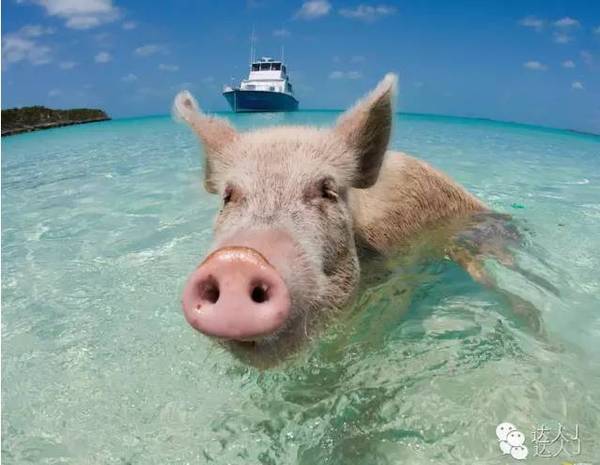 我在巴拿马,不是巴哈马哦,许多朋友将这两只“马”分不开