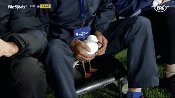 悉尼一只海鸥误入足球赛场，被一球打晕后，成了全场焦点……