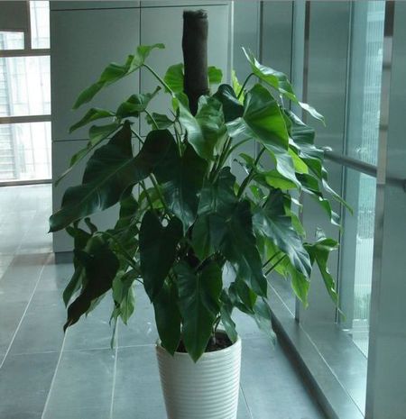 养花改善磁场,养花驱小虫神器