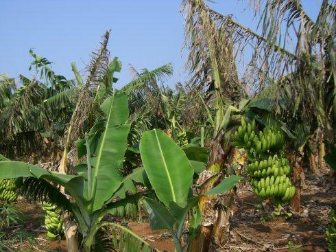 巴西足球队坠机事件还原,巴西足球队坠机名单