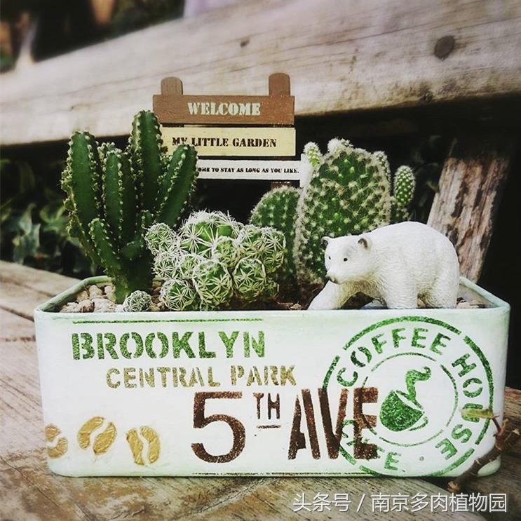 乐高积木成人款植物多肉,小玩具乐高