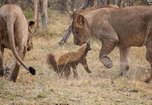 世上第一凶猛蜜獾大战狮子,蜜獾看到非洲狮群时毫无畏惧