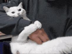 养宠物的正确方法和注意事项,养宠物的最佳方法和注意事项