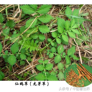 路边有什么草可以降血糖,路边不起眼的小草