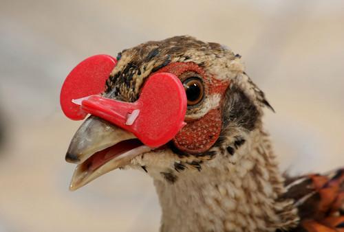 给鸡戴眼镜教程,怎样才能让土鸡毛色亮