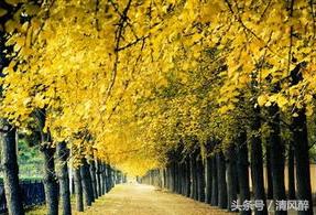 也许我不怕伤,才念念不忘