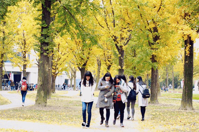 全国十大最美银杏大学,全国最美银杏大学