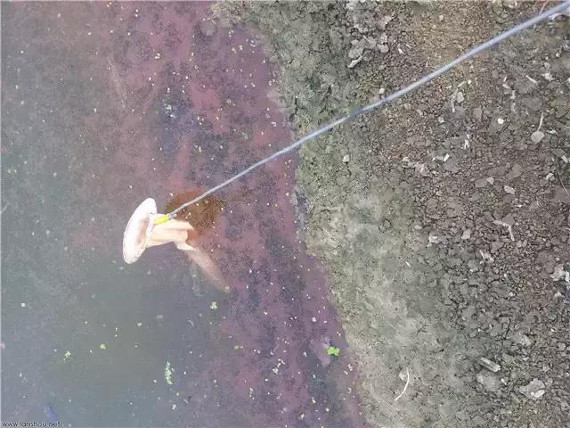 秋冬钓鲫鱼用红虫还是蚯蚓,冬季野钓红虫用大的好还是小的好