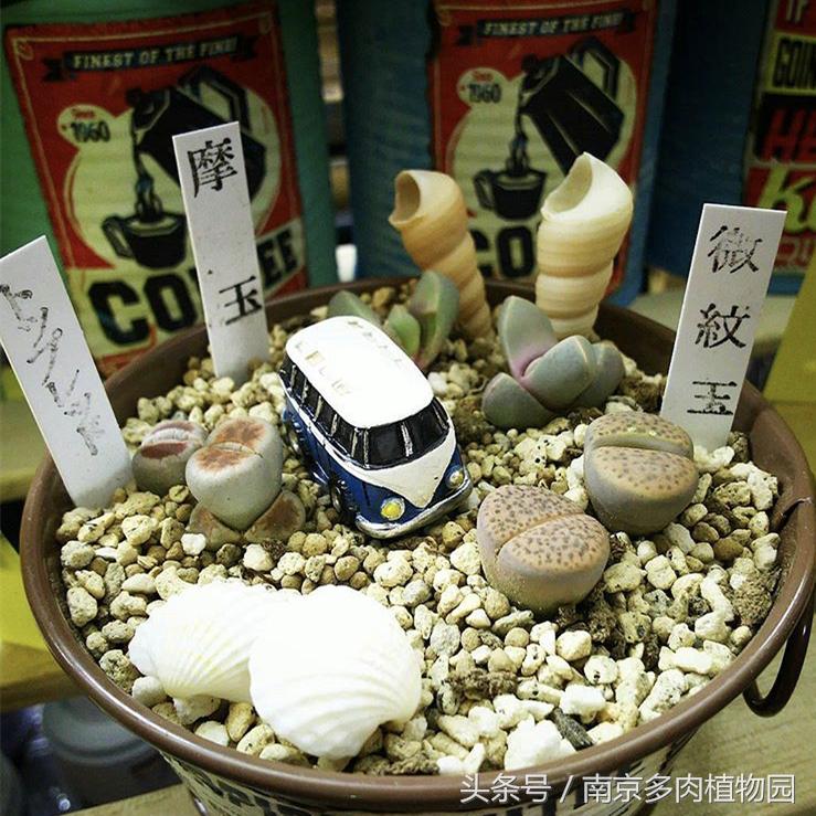 乐高积木成人款植物多肉,小玩具乐高