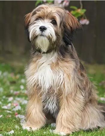 中国国犬那么多为啥只有土狗火了,纯种真正的土狗是什么样的