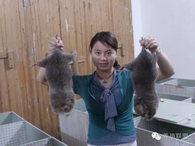 竹鼠养殖前景,农村竹鼠养殖政策