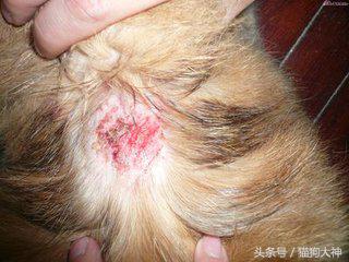 人得了猫癣如何预防猫癣扩散,被感染猫癣了怎么办