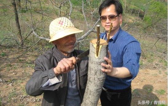 核桃树现在怎样嫁接成活率高,核桃树最新嫁接方法成活率高
