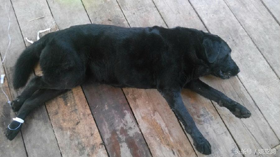 大狗黑色黄色,大狗黑灰色