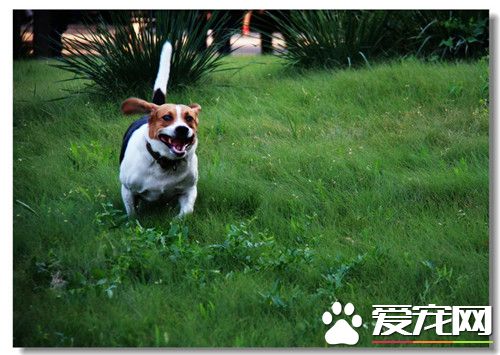 大体比格犬和小体比格犬哪种实用,赛级比格犬和普通比格犬什么区别