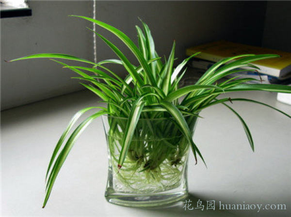 水培油画吊兰的养殖方法,怎样水培金边吊兰又可以养鱼