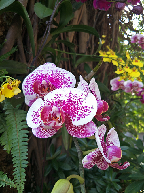 OPPOR9sPlus评测：提升后表现更出众