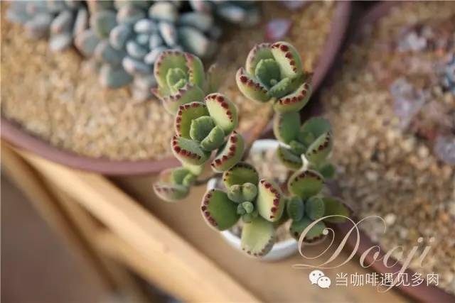 大群老桩秀妍多肉,多肉大群造型图