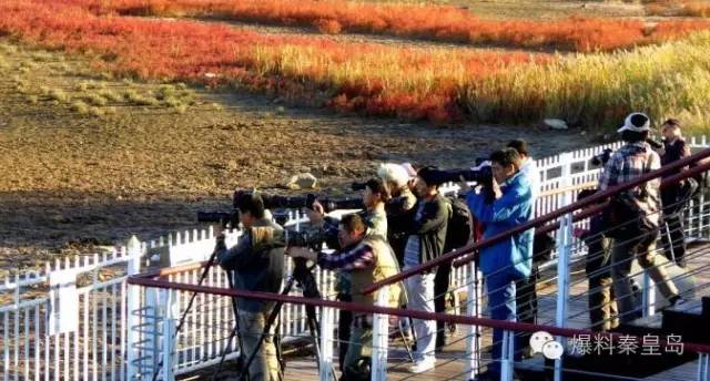 秦皇岛观鸟最有名的鸟,秦皇岛有哪些鸟