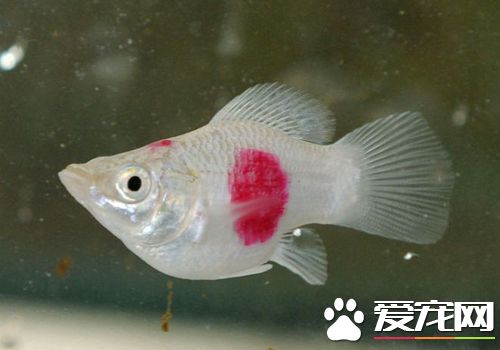 热带鱼掉鳞片是什么病,热带鱼掉尾巴怎么回事