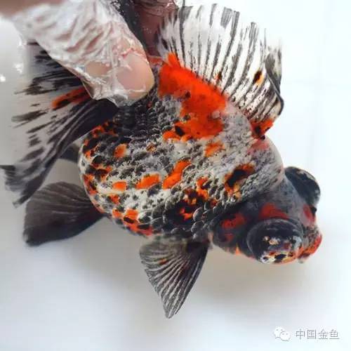 传统精品金鱼,鎏金金鱼哪些颜色最好看