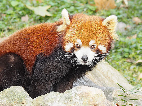 奥林巴斯e-pl8可以自拍吗,奥林巴斯epl8拍的照片