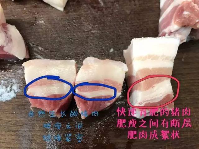 蓝蓝一分钟说营养——猪肉