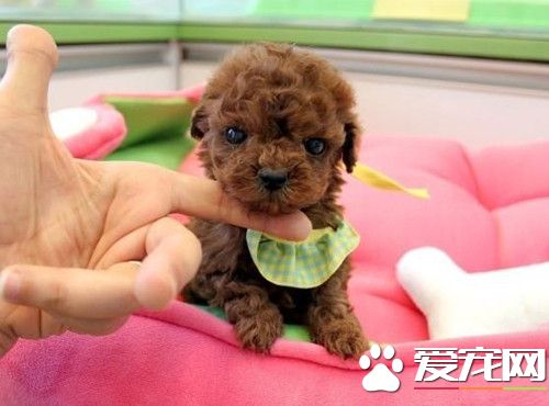 茶杯体泰迪犬造型,茶杯泰迪熊犬长大后的样子