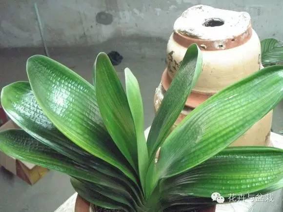 君子兰是年年开花吗,君子兰年年开花