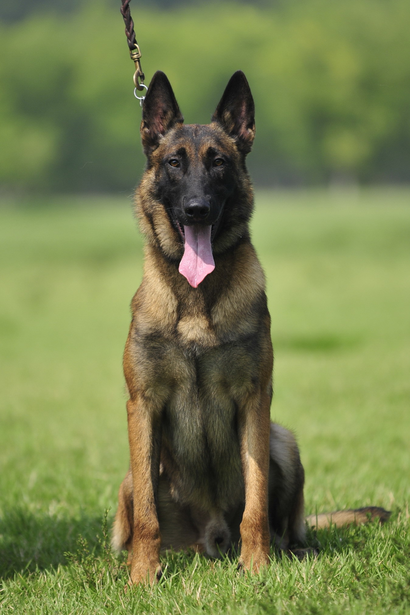 真正的好马犬是什么品种,真正的马犬有多少个品种