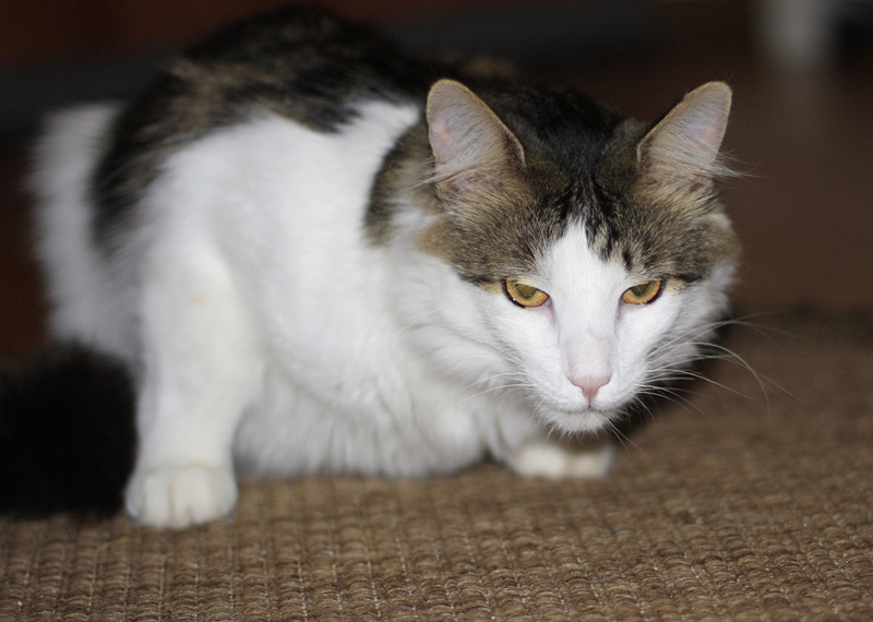 还在为家里掉的头发烦恼,还在为衣服上的猫毛而烦恼吗