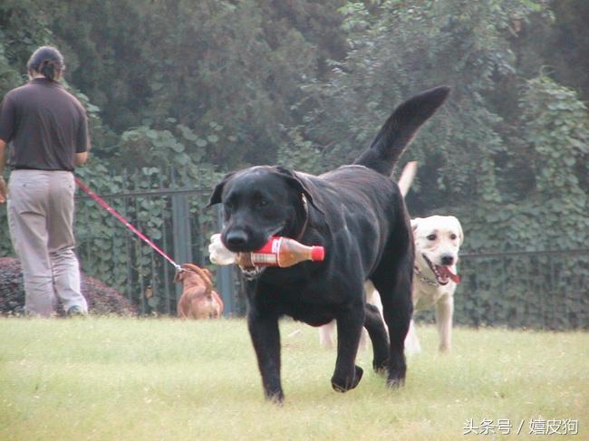 大狗黑色黄色,大狗黑灰色