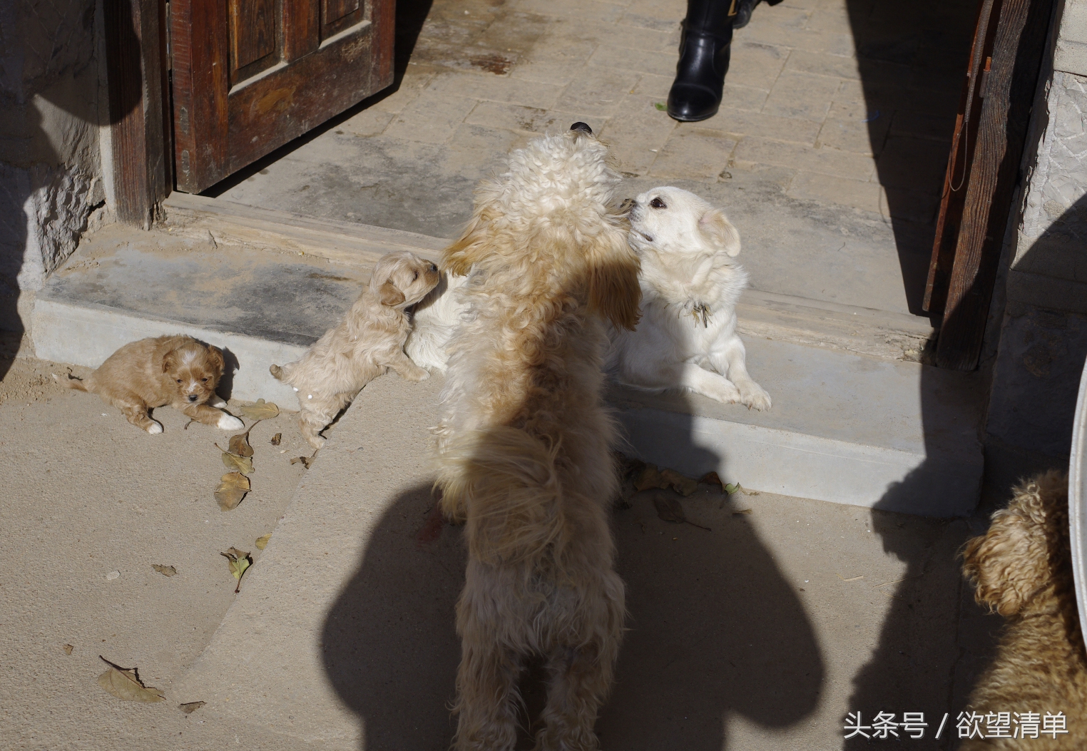 主人给刚出生的小狗喂大鱼吃,狗狗生了一窝小狗给妈妈炖鱼汤