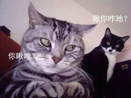 宠物吃辣条搞笑视频,什么宠物吃辣条会中毒