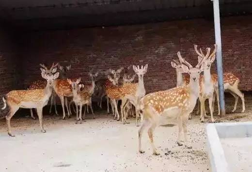 南京好玩的农家乐度假村排名,南京农家乐周末最值得一去的地方