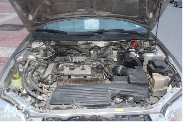 被虐待的海豹幼崽,遭到虐待的海豹