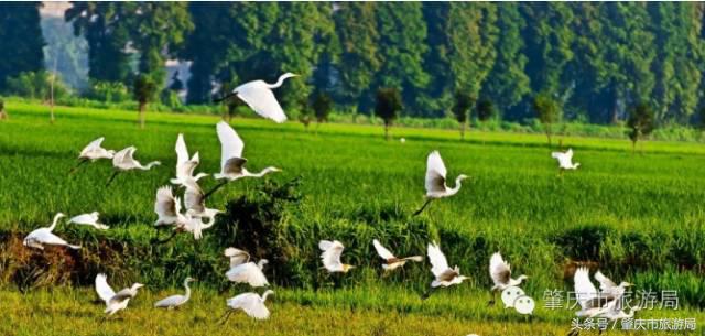 广肇城际轻轨最新官方消息,广肇城际在广州哪儿上车