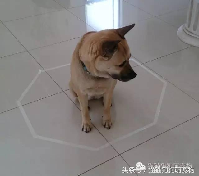 教你如何抓住小偷,教你如何抓住快速上涨的股票