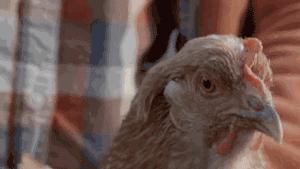 作为摄影师的“鸡”，你必须扛得起相机、拍得了防抖视频！