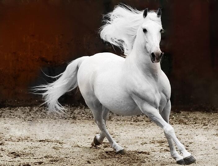 动物趣闻大全400字,动物趣闻