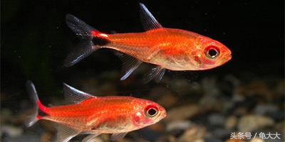 灯鱼为什么会得霓虹灯病,灯科鱼为什么养不长时间就死了