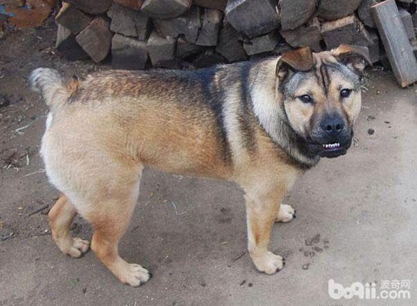 这十种狗的出现刷新了我的认知,6种可爱又好养的狗